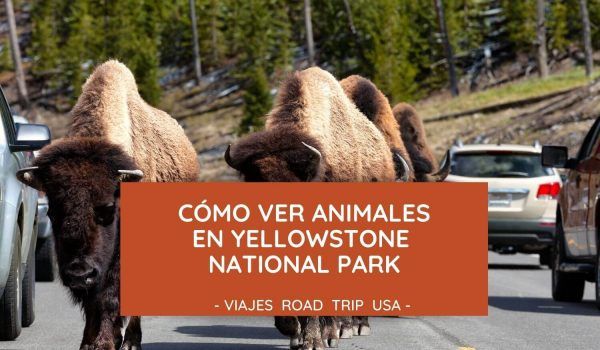 Cómo ver animales en Yellowstone National Park