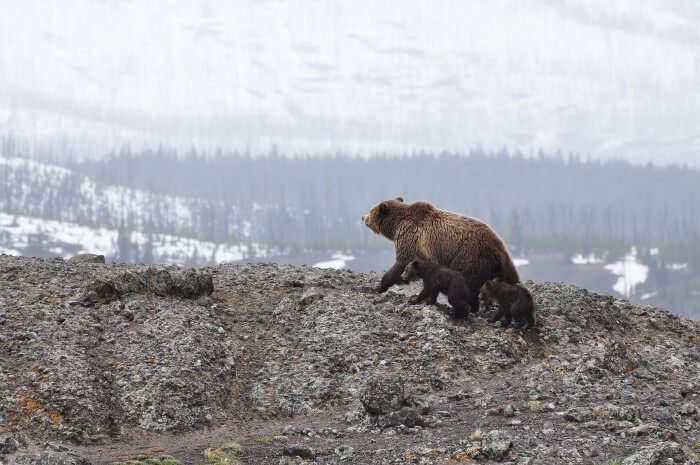 Cómo visitar los géiseres de Yellowstone National Park