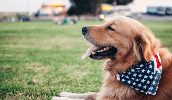 Viajes a USA con tu perro