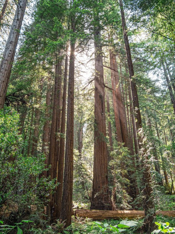 Muir Woods California