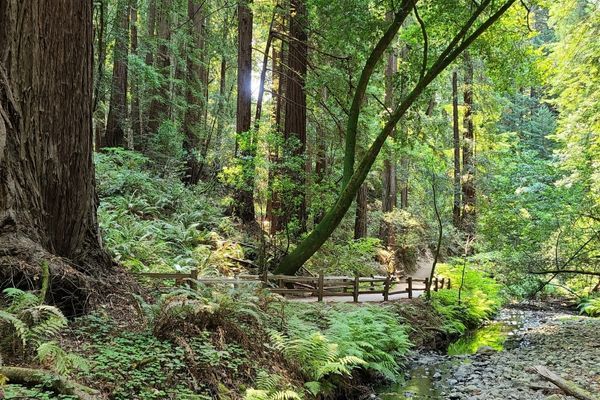 Cómo ir de Muir Woods a San Francisco