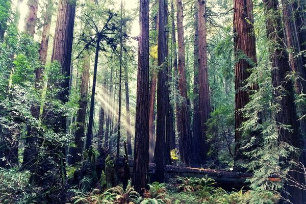 Muir Woods