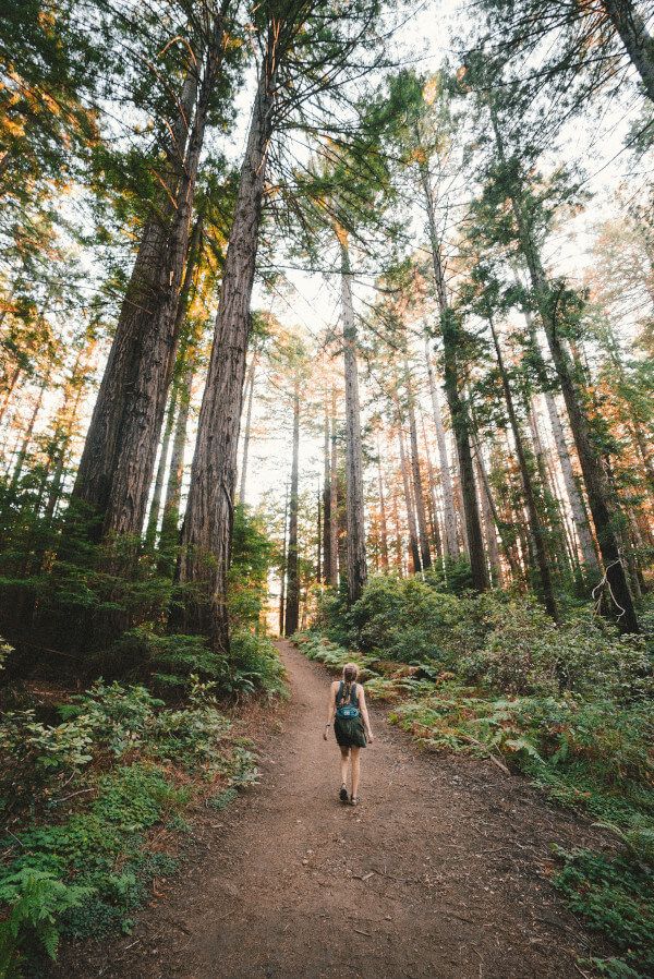 Excursiones a Muir Woods