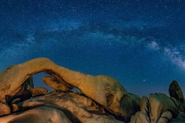 joshua tree
