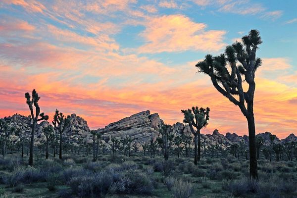 Atardecer Joshua Tree National Park
