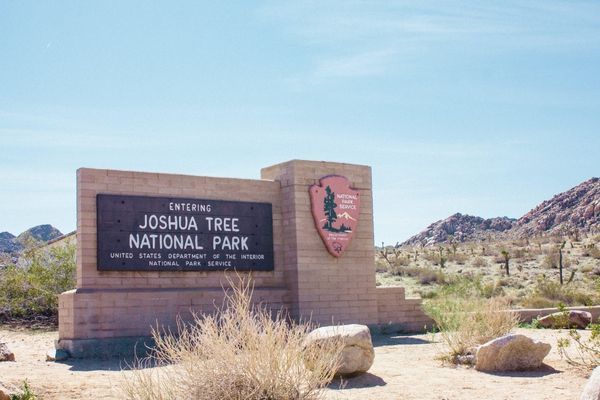 the joshua tree